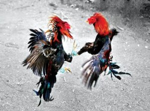 Bí Mật "Kê Kinh": Đọc Vị Bộ Vảy Gà Chọi