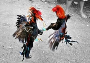 Kiến Thức Nền Tảng: Phân Biệt Gà "Văn" và Gà "Võ" Qua Vảy