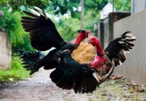 Lời Khuyên Từ Kinh Nghiệm: Vảy Tốt Có Phải Là Tất Cả?