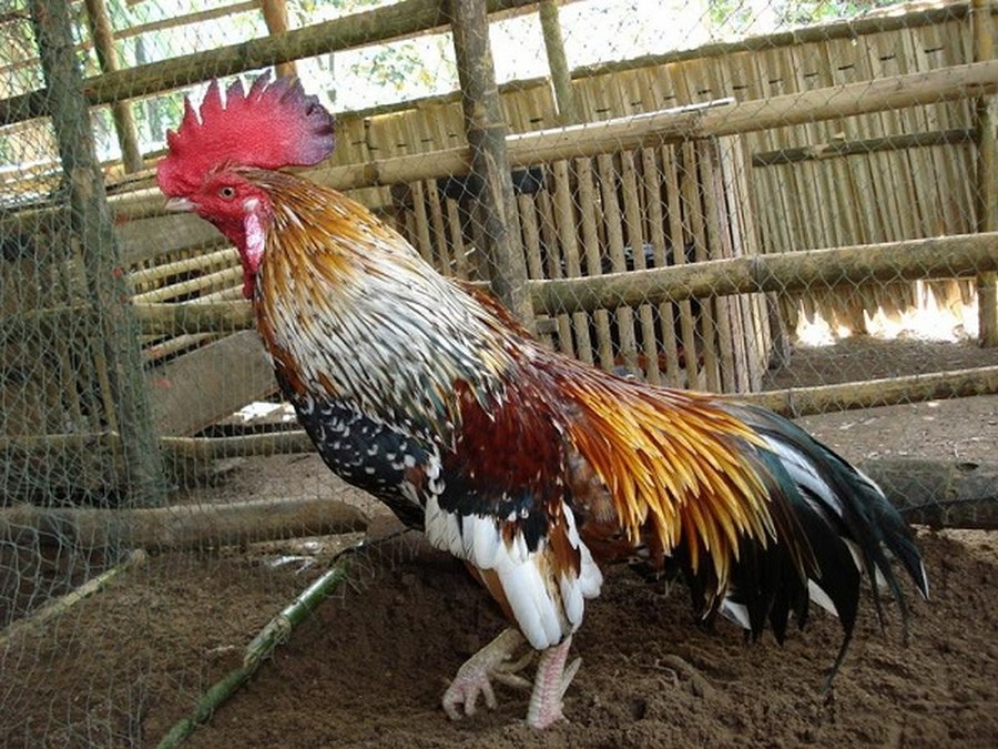 Giải Mã "Kê Kinh" - Nghệ Thuật Xem Vảy Gà Chọi