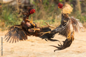 Giai Đoạn 3: Kỹ Thuật "Om Bóp" Giúp Gân Cốt Săn Chắc