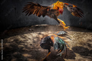 Những Sai Lầm Khi Chọn Gà Mái Giống (Cần Tránh Ngay)