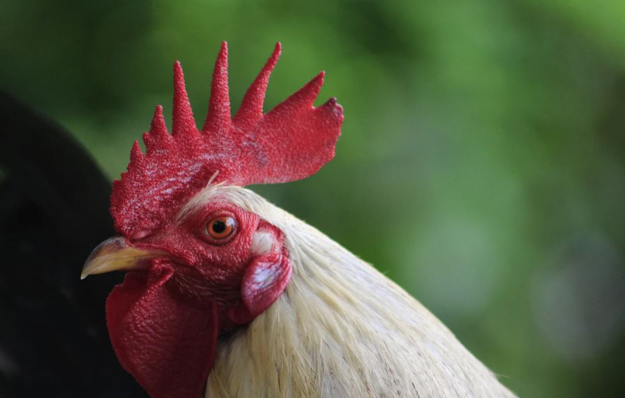 Tại Sao "Nuôi Gà Đá Cựa Sắt" Khác Biệt Hoàn Toàn Với "Nuôi Gà Thịt"?