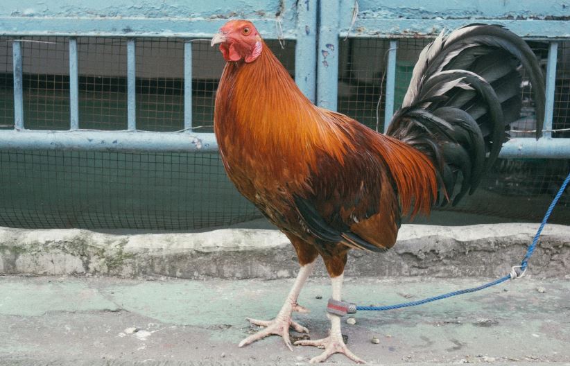 Bước 2: Chế Độ Dinh Dưỡng - Khoa Học Hóa Bữa Ăn