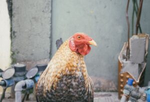 Lời Khuyên Chuyên Gia Từ Bj38: Những Sai Lầm "Chết Người"