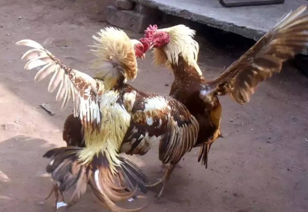 Tại Sao Giai Đoạn "Nuôi Gà Trước Khi Ra Độ" Lại Quan Trọng?