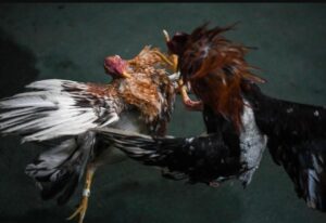 Lời Khuyên Chuyên Gia Về Đạo Nuôi Gà