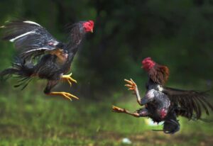 Cách Chữa Gà Bị Om Đòn: Bí Quyết Phục Hồi "Chiến Kê" Từ Cõi Chết