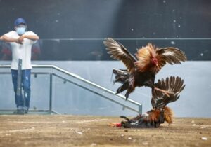 Cách Chữa Mốc Cho Gà Chọi: Kinh Nghiệm Xương Máu Từ Sư Kê