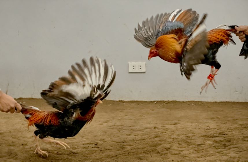 Tại Sao Cách Trộn Thức Ăn Cho Gà Đá Lại Quan Trọng Hơn Mua Cám Bao?