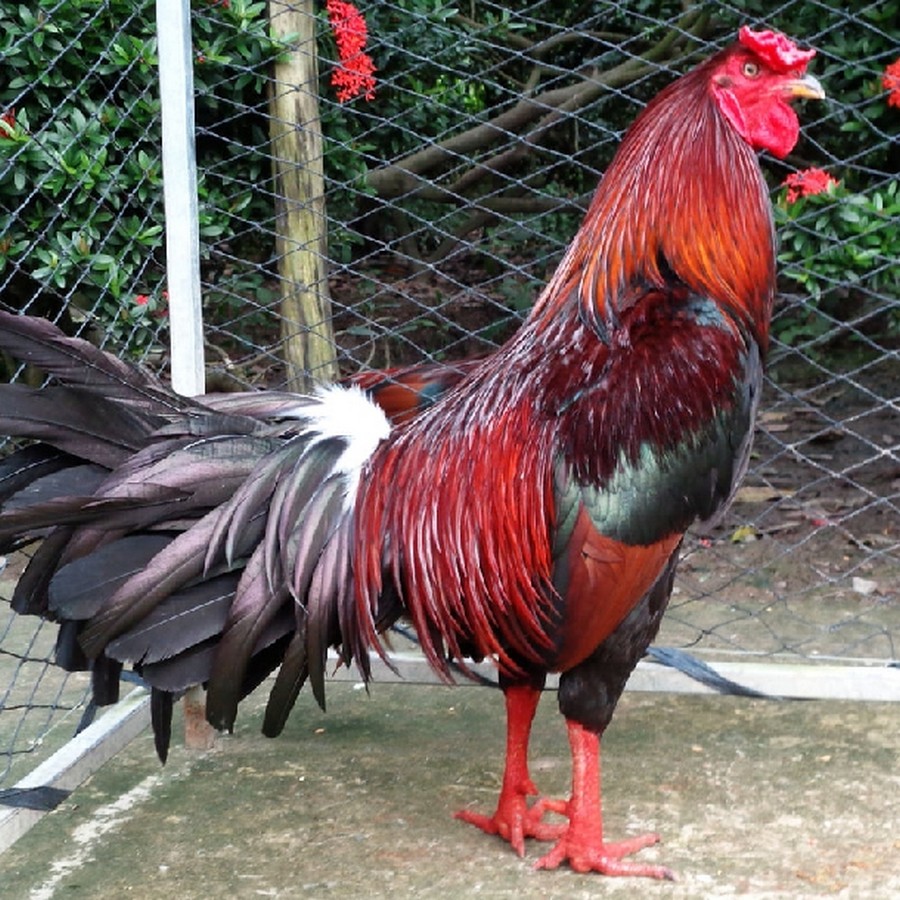 Tại Sao Giai Đoạn Chăm Sóc Gà Chọi Thay Lông Lại Quan Trọng?