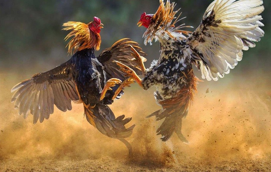 Quy Trình Nuôi Gà Tre Đá Mau Sung Từ A-Z