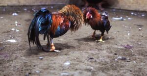 Lời Khuyên Từ bJ38: Xử Lý Khi Gà Bị "Mập" Sau Thay Lông