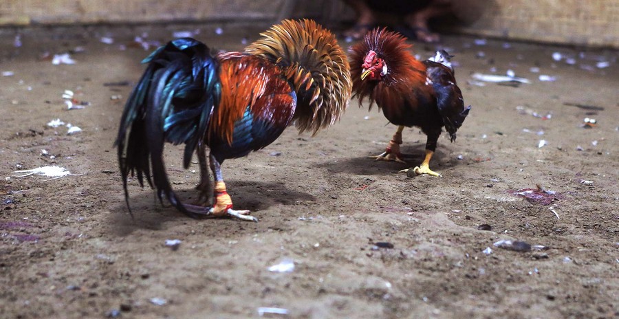 Lời Khuyên Từ bJ38: Xử Lý Khi Gà Bị "Mập" Sau Thay Lông