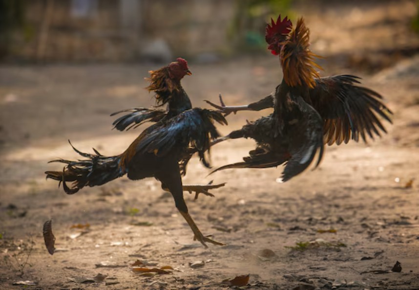 Góc Nhìn Nâng Cao Từ Bj38: Vận Dụng "Ngũ Hành" Để Tăng Tỷ Lệ Thắng