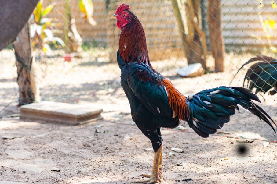 Tại Sao Nuôi Gà Chọi 6 Tháng Tuổi Là "Bước Ngoặt" Của Chiến Kê?