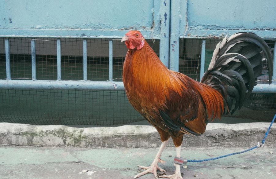 Chế Độ Luyện Tập: Kỷ Luật Sắt Cho Gà Tơ