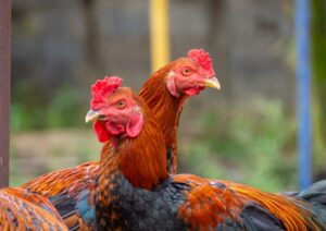 Nghệ Thuật Chọn Lọc & Tướng Pháp (Dựa trên Kê Kinh)