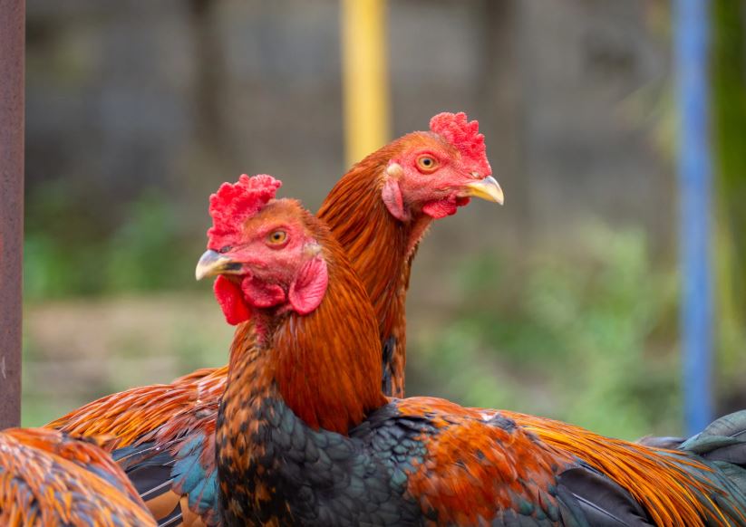 Nghệ Thuật Chọn Lọc & Tướng Pháp (Dựa trên Kê Kinh)