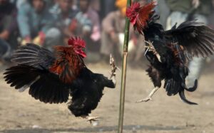 Làm thế nào để gà chọi sung: Bí Mật Kết Hợp Giữa Nghệ Nhân & Khoa Học