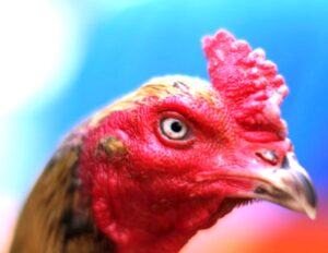 Kỹ Thuật "Vô Nghệ" và "Om Bóp" - Bí Quyết Gia Truyền