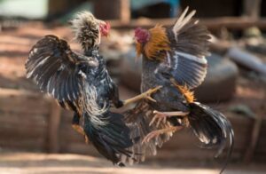 Tại Sao Gà Chọi Uống Nhiều Nước? Bí Mật Từ Sư Kê & Khoa Học Nuôi Gà