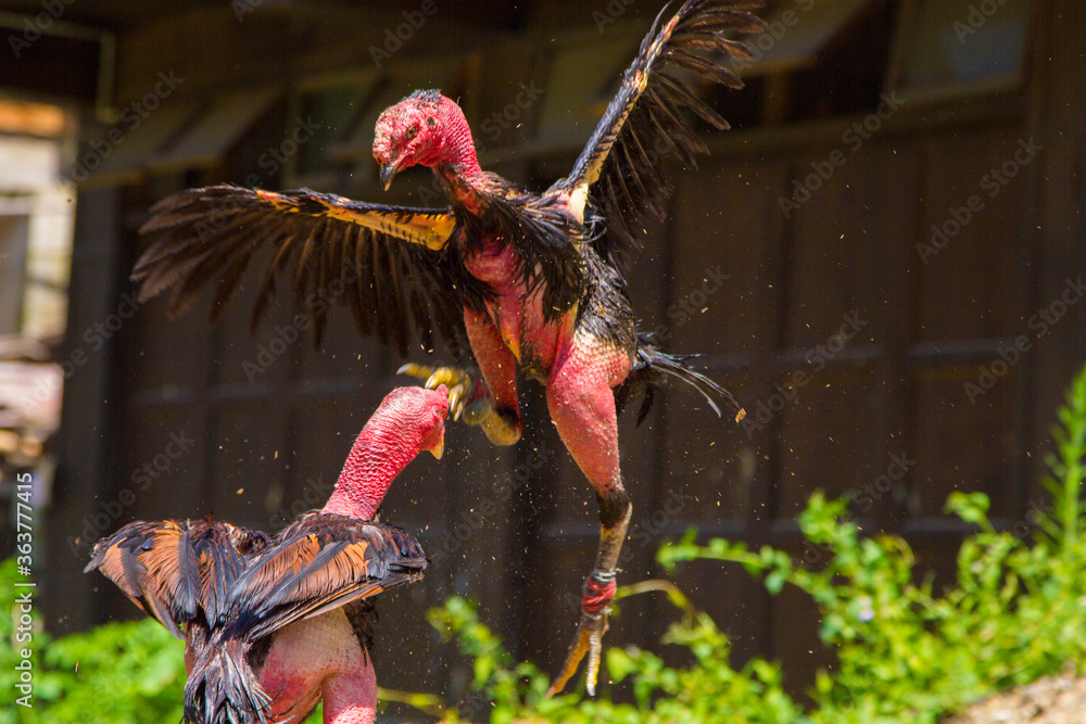 Chế Độ Dinh Dưỡng "Công Phu"