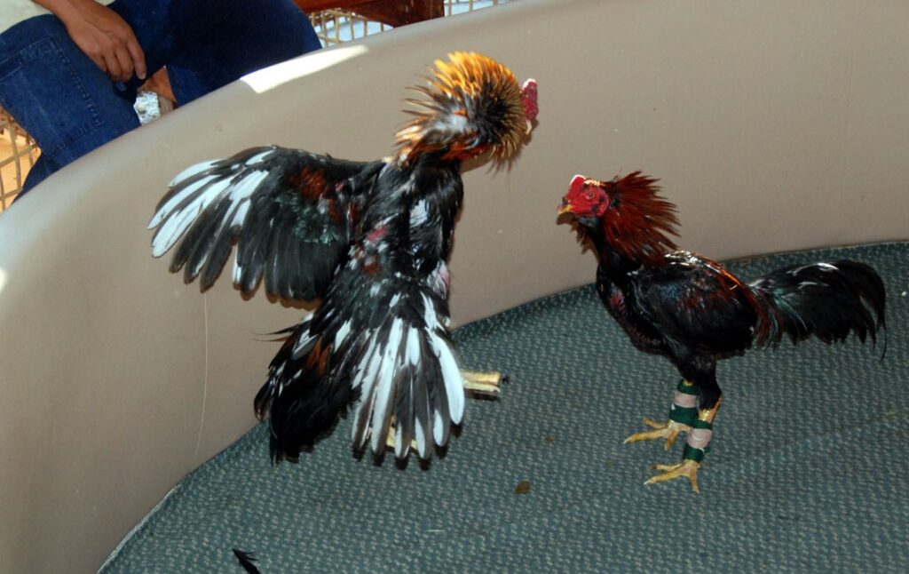 Tuyệt Kỹ Om Bóp & Dầm Cẳng (Theo Sách Cổ)