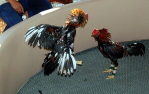 Tuyệt Kỹ Om Bóp & Dầm Cẳng (Theo Sách Cổ)