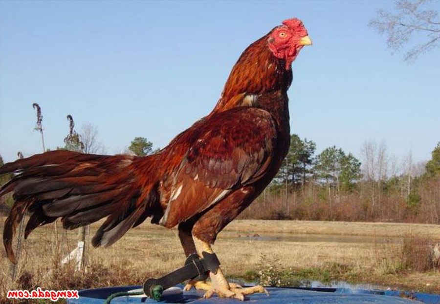 Bí Quyết Cách Vô Nghệ Cho Gà Đá Cựa Sắt: Da Đỏ, Khung Chắc, Lực Đá Sung