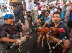 Làm sao để biết cách chăm sóc gà chọi thay lông của anh em có đang đi đúng hướng?