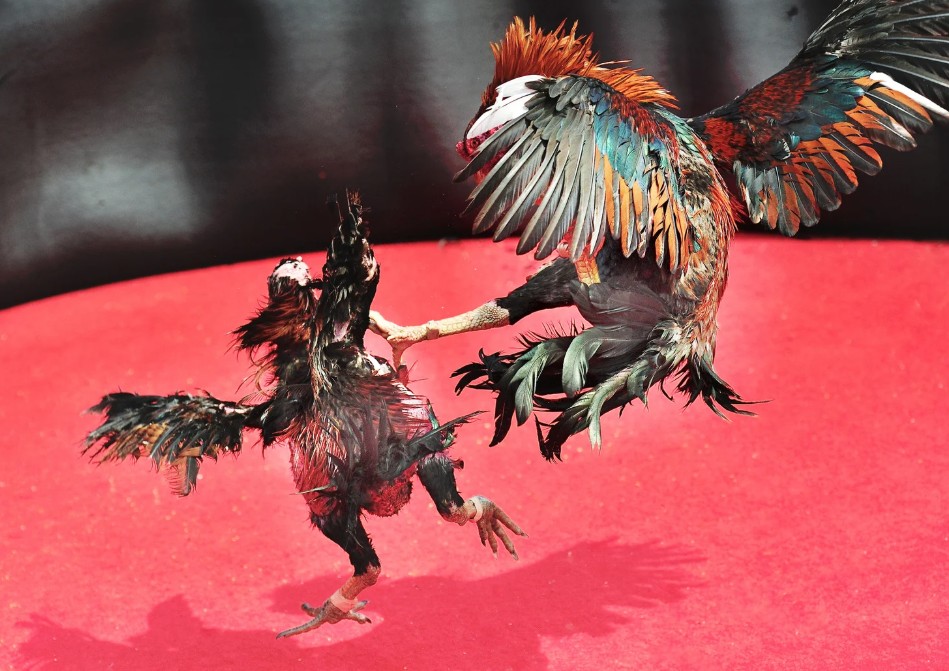 Hướng dẫn cách làm rượu nghệ om gà chi tiết từng bước