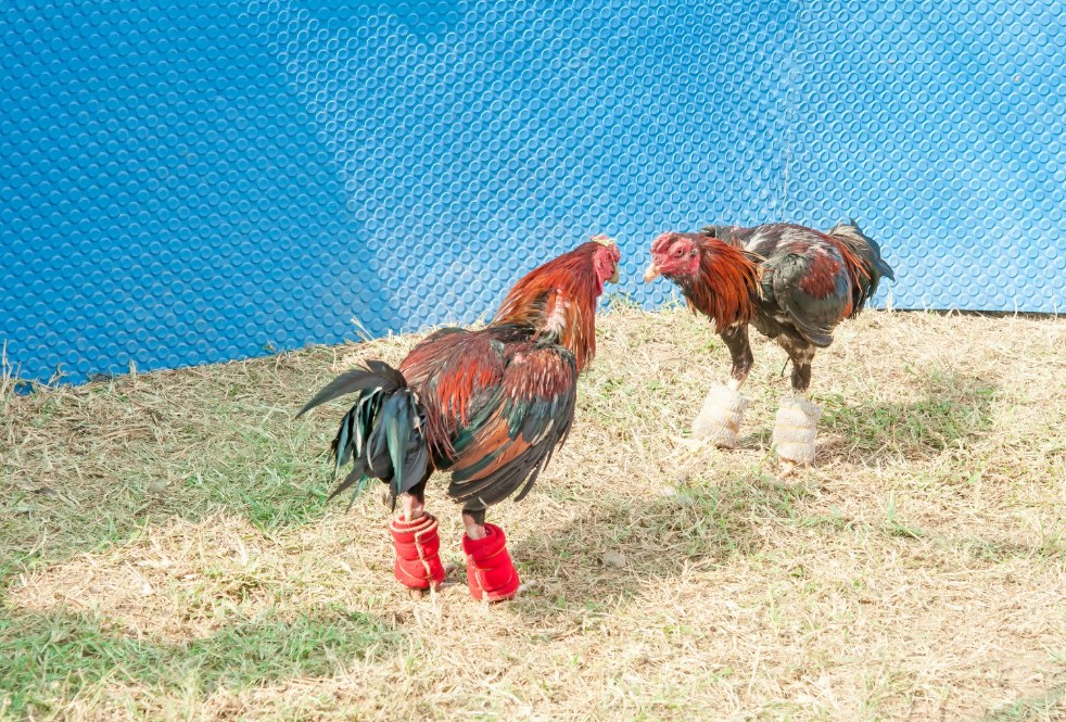 Thú chơi gà chọi và tầm quan trọng của rượu nghệ cho gà chọi