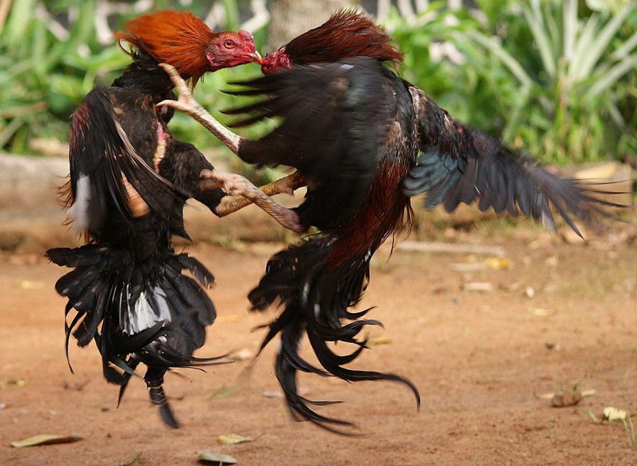 Những lưu ý "sống còn" khi vô nghệ cho gà đá cựa sắt