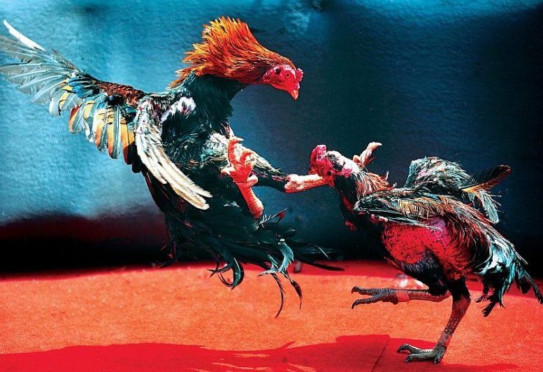 Tầm quan trọng của cách nuôi gà đá cựa sắt và việc chọn giống gà nòi linh hoạt