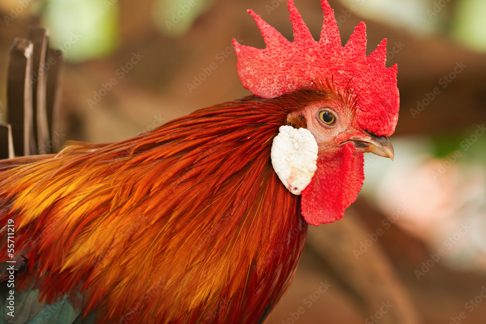 Quy trình tập luyện và vần gà nâng cao sức bền