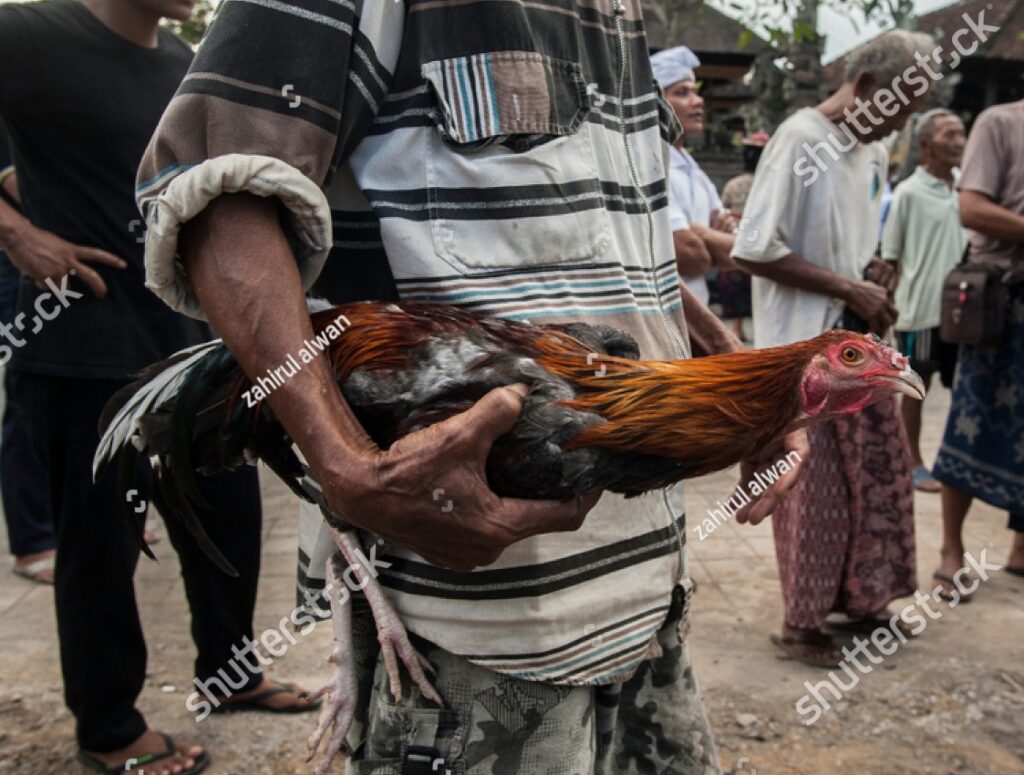 Cách Chăm Sóc Gà Chọi Thay Lông Nhanh, Lông Bóng Mượt Như "Chiến Thần"