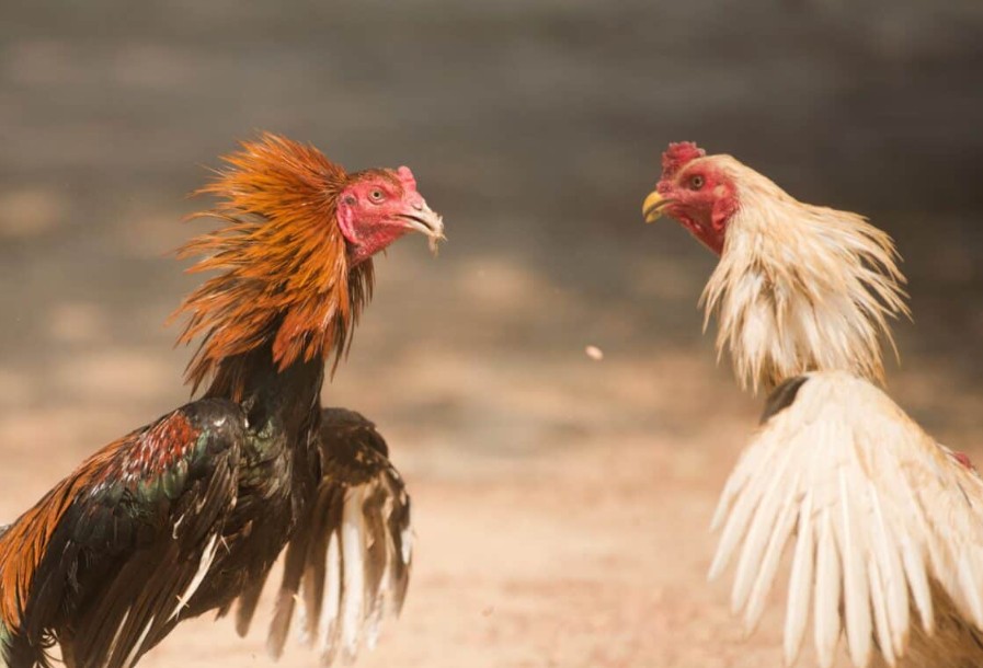 Tại sao việc theo dõi cân nặng gà chọi theo tháng tuổi lại quan trọng?