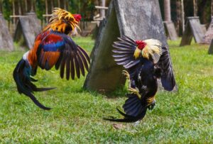 Bài tập vận động và kỹ thuật vần gà theo ngưỡng cân nặng