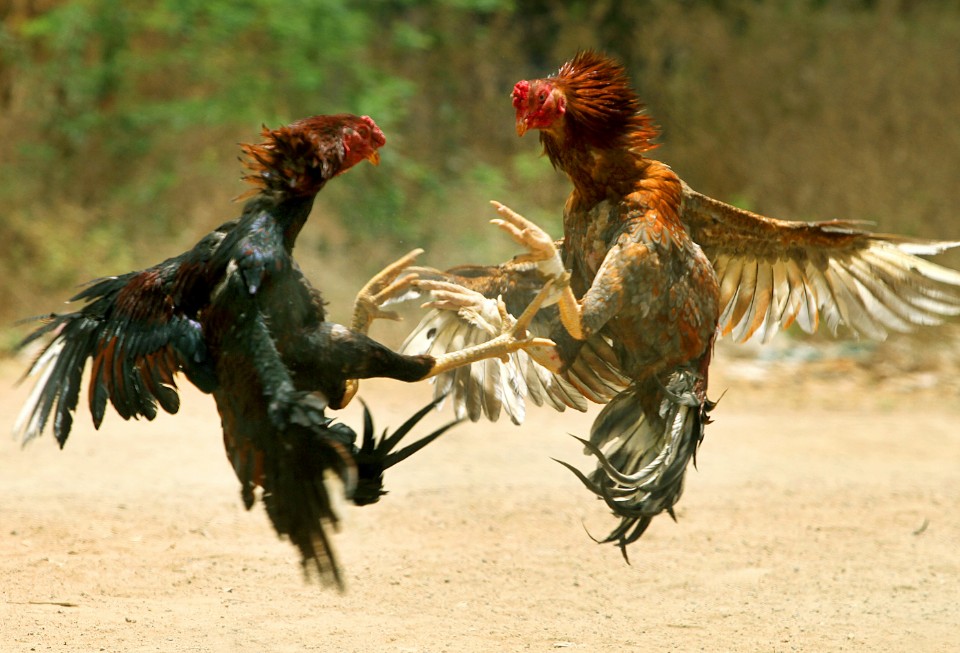 Chế độ dinh dưỡng đặc thù giúp gà phát triển cơ bắp và khung xương