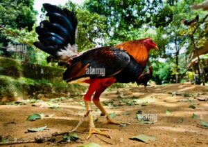 Câu chuyện từ các lão sư kê: "Chọn mắt không bằng chọn thần"