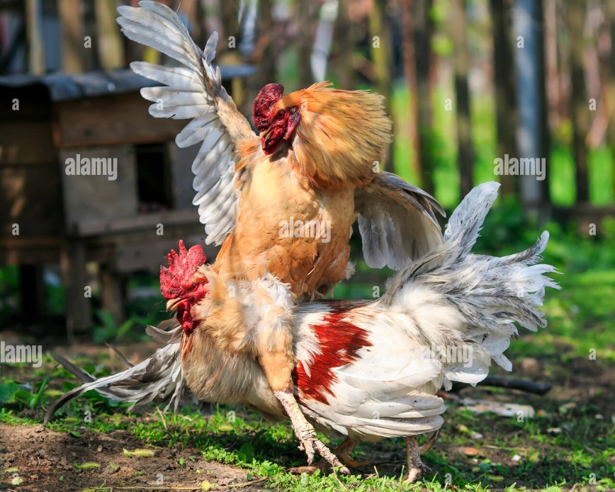 Phân tích chi tiết các màu mắt gà chọi phổ biến và ý nghĩa thực chiến