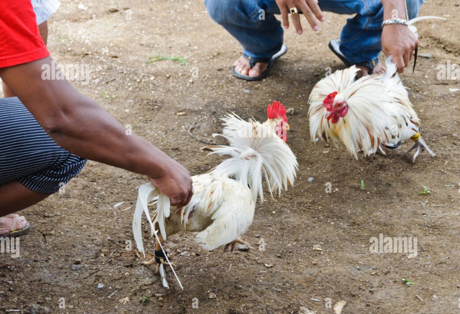 Xem Mắt Gà Chọi Hay - Đôi mắt - "Cửa sổ tâm hồn" và cái uy của một chiến kê thực thụ